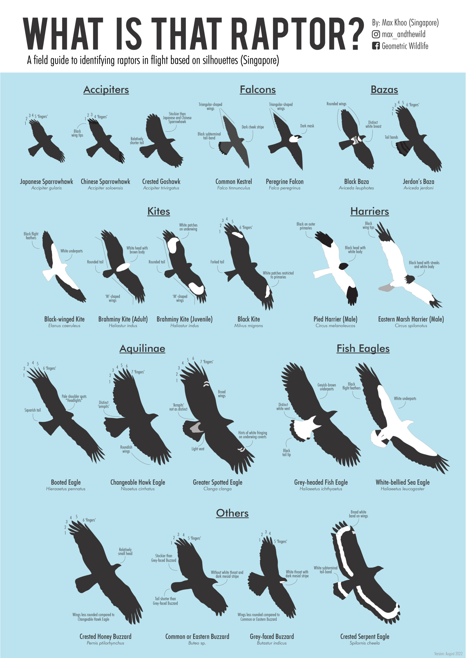 RAP301: What is that raptor? · Birds of Singapore