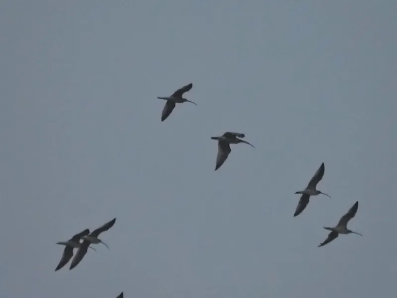 img1