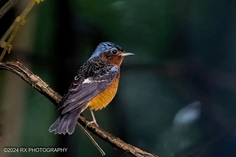 Photo credit: Ah Heng