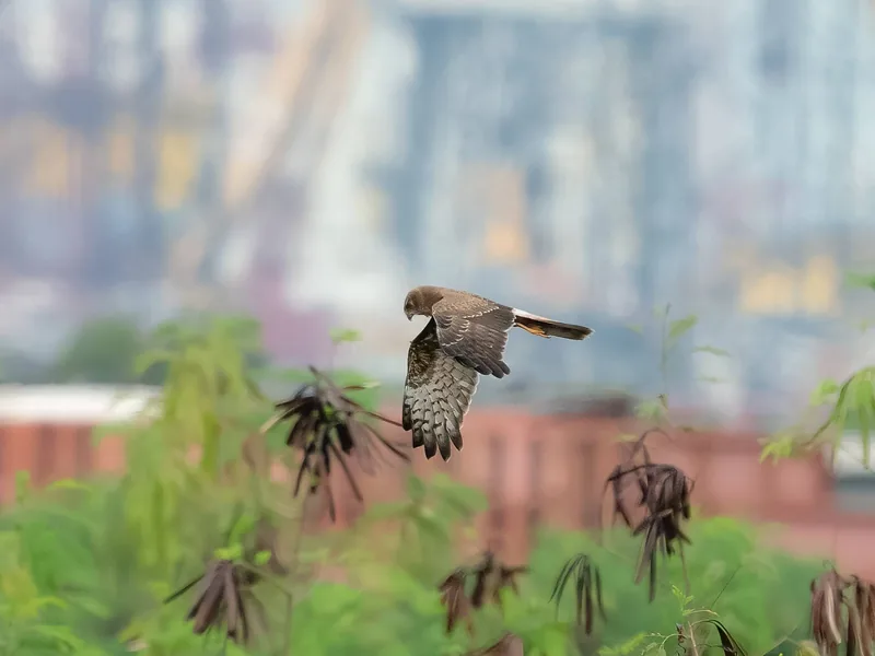 Photo credit: Vincent Yip