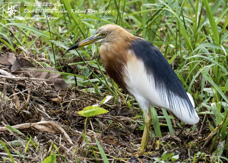 Photo credit: Shiang Kwok Ann