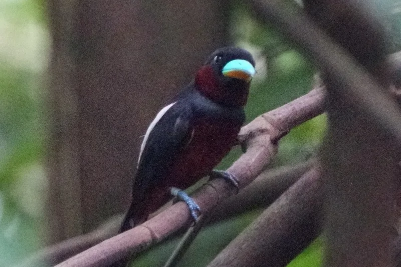 Photo credit: Koh Wild