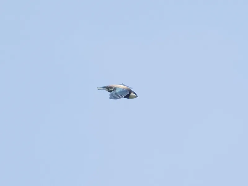 img1