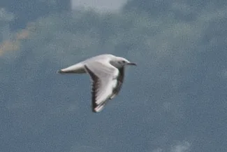 img1