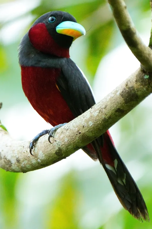 Photo credit: Koh Wild