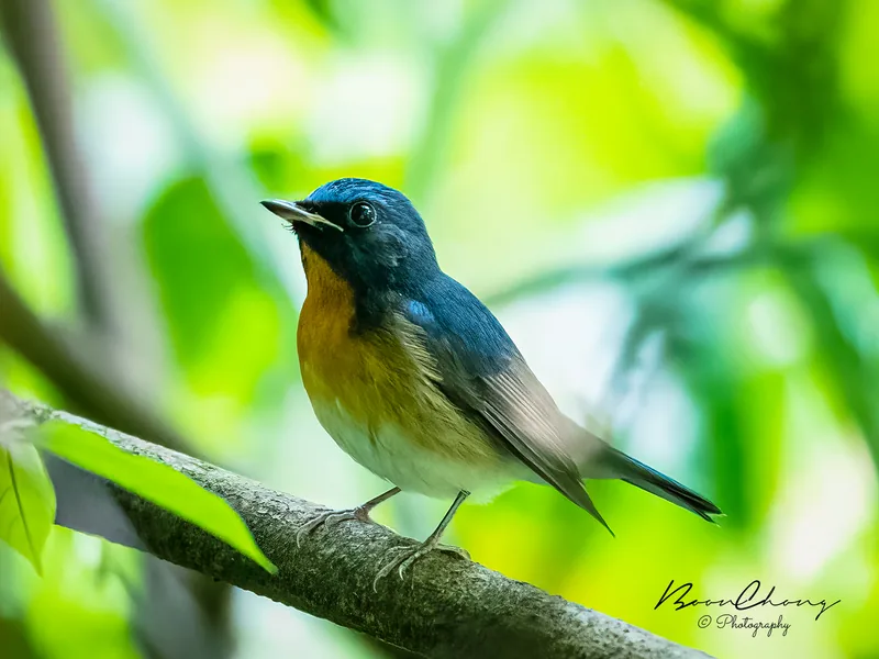 Photo credit: Chen Boon Chong