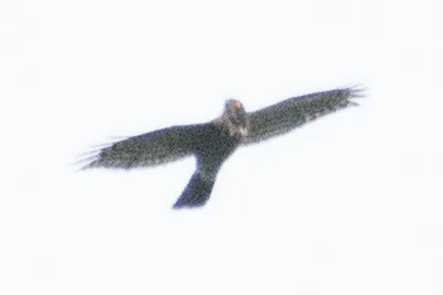 img1