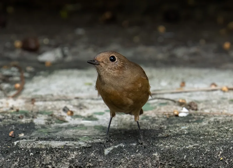 Photo credit: Lee Chien Nien