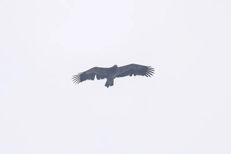 Photo credit: Weekend Birder