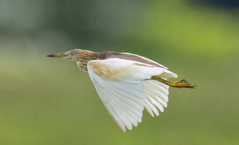 Photo credit: Lee Chien Nien
