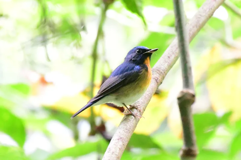 Photo credit: Koh Wild