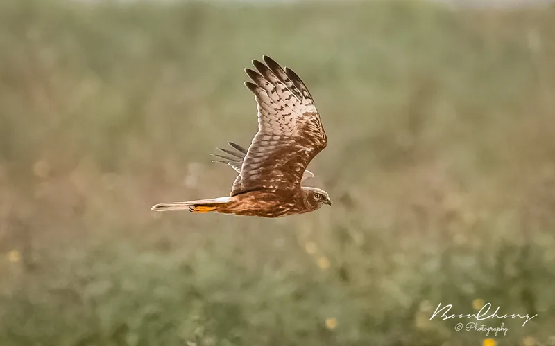 Photo credit: Chen Boon Chong
