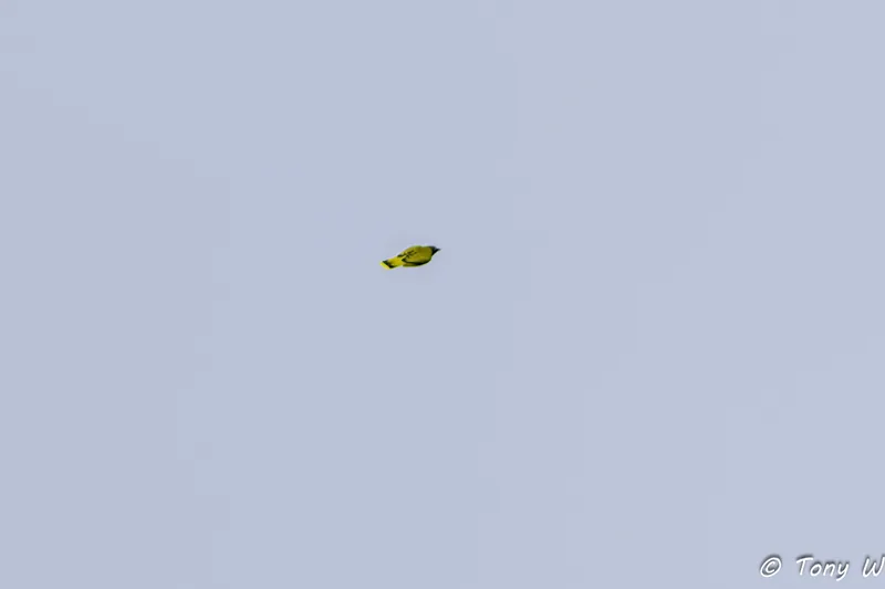 img1