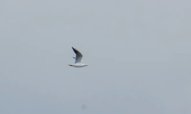 img1