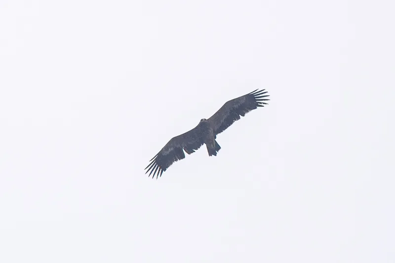 Photo credit: Weekend Birder