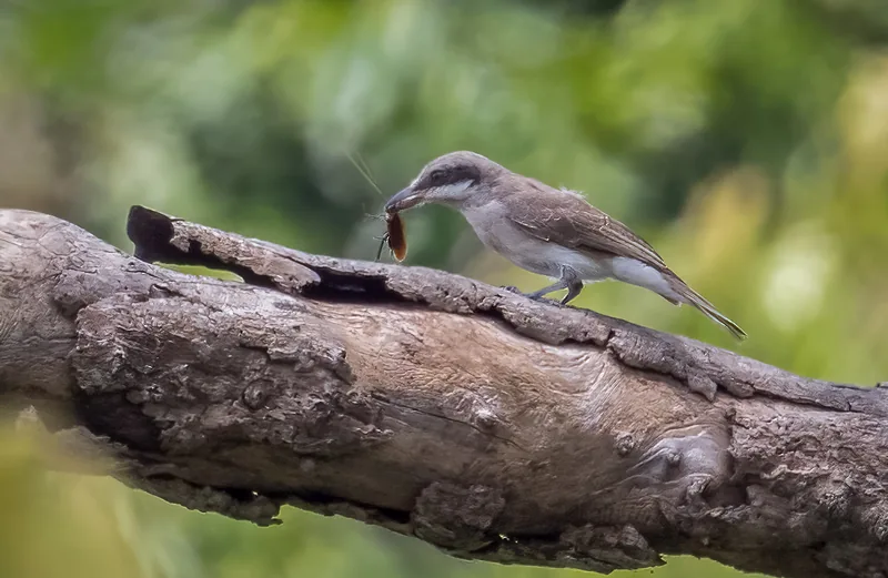 Photo credit: Herman Phua