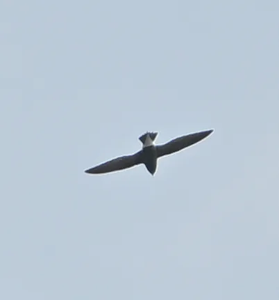 img1
