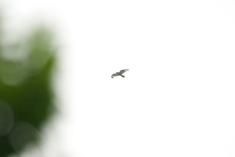 Photo credit: Swee Peng
