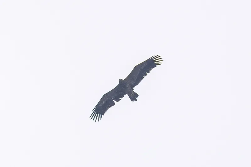 Photo credit: Weekend Birder