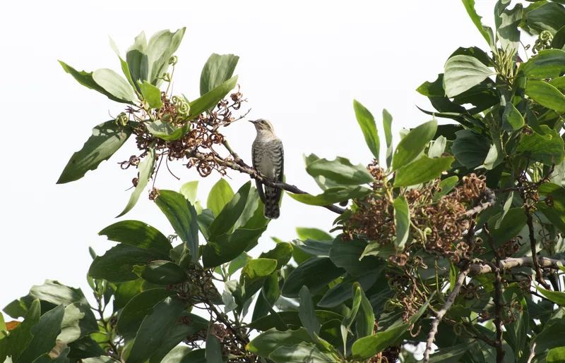 Photo credit: Birdwatcher SG