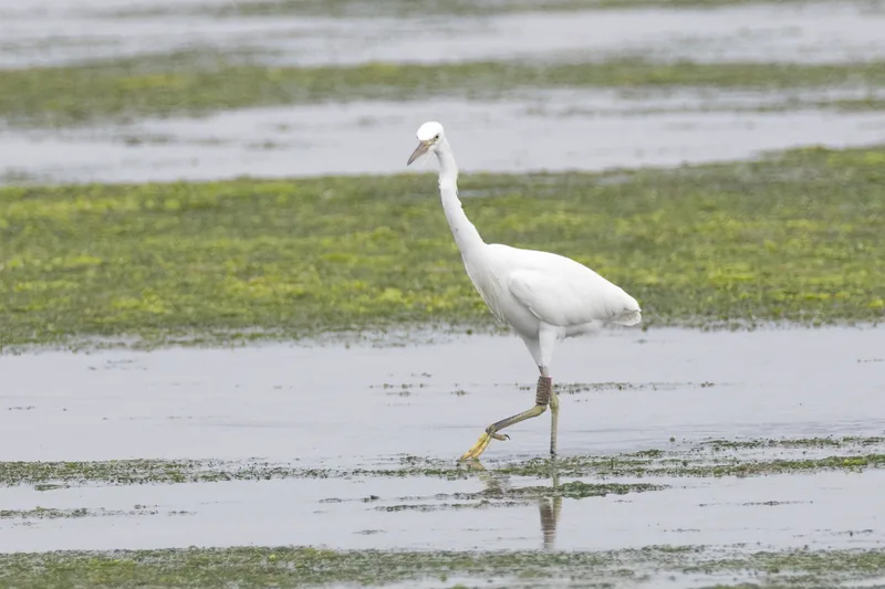 Photo credit: Weekend Birder