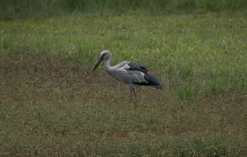 Photo credit: Birdwatcher SG