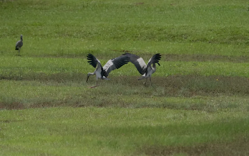 Photo credit: Birdwatcher SG