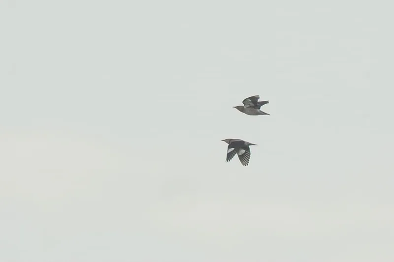 img1