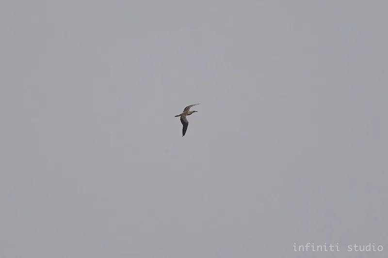 img1