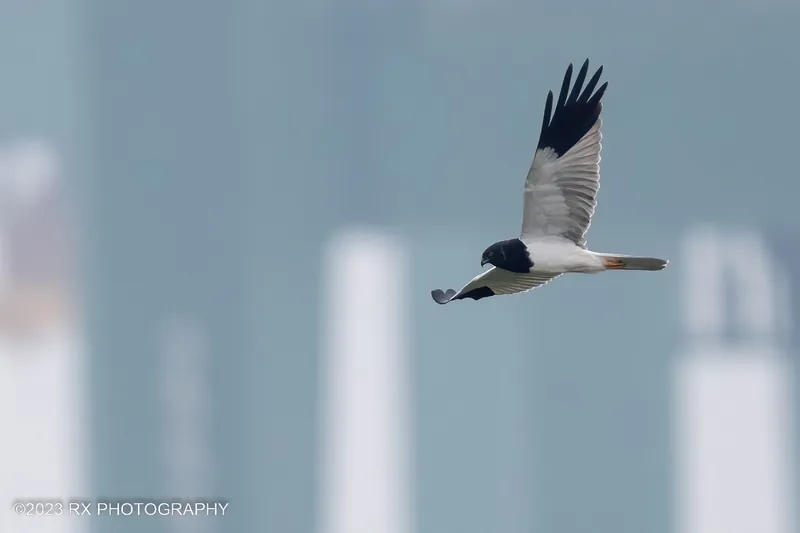 Photo credit: Ah Heng