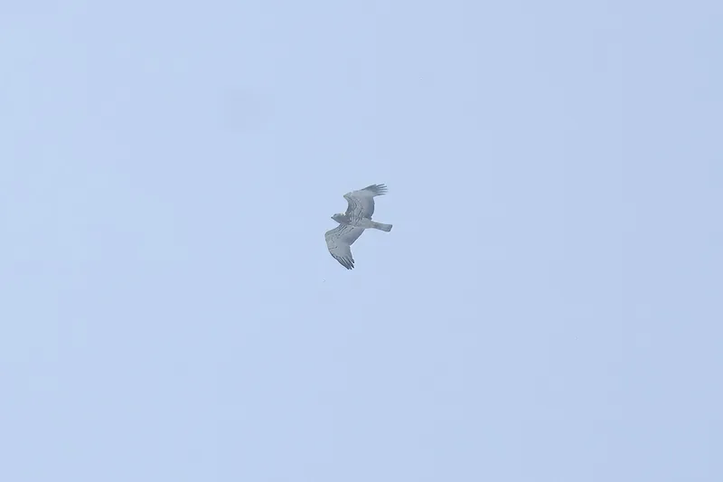 img1