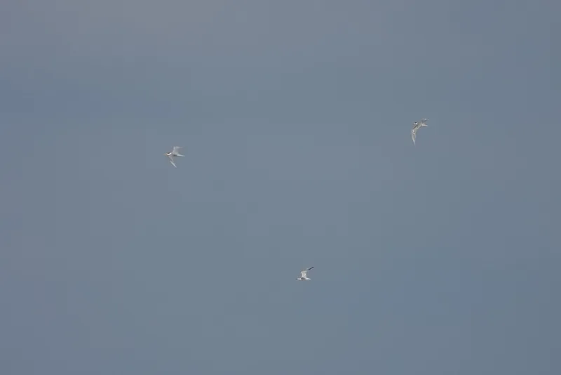 img1