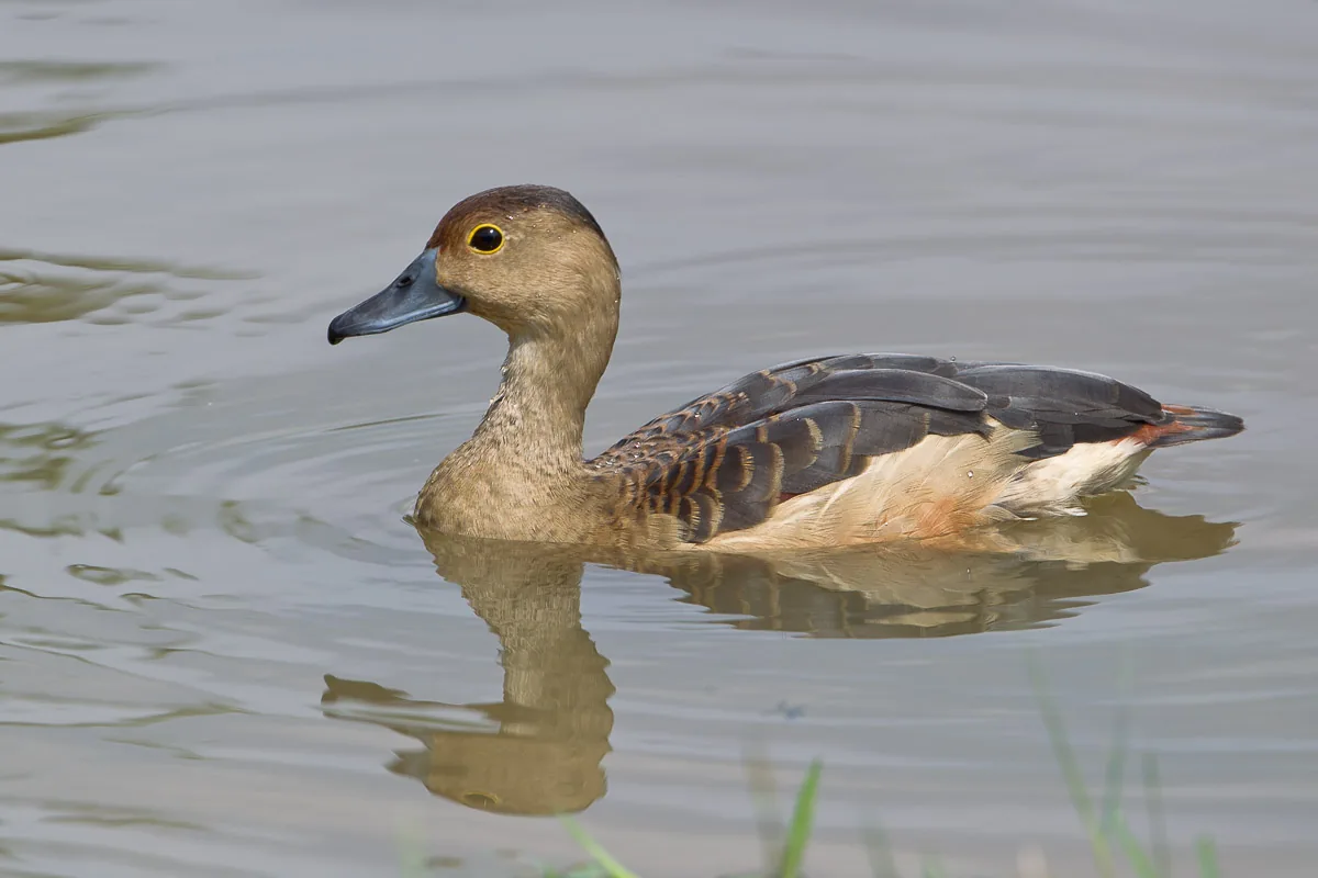 Lesser Whistling Duck