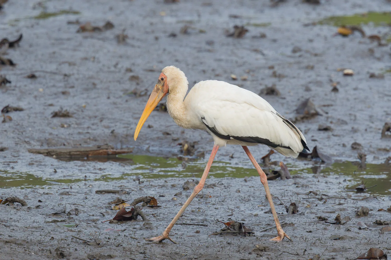 Milky Stork at Sungei Buloh Wetland Reserve