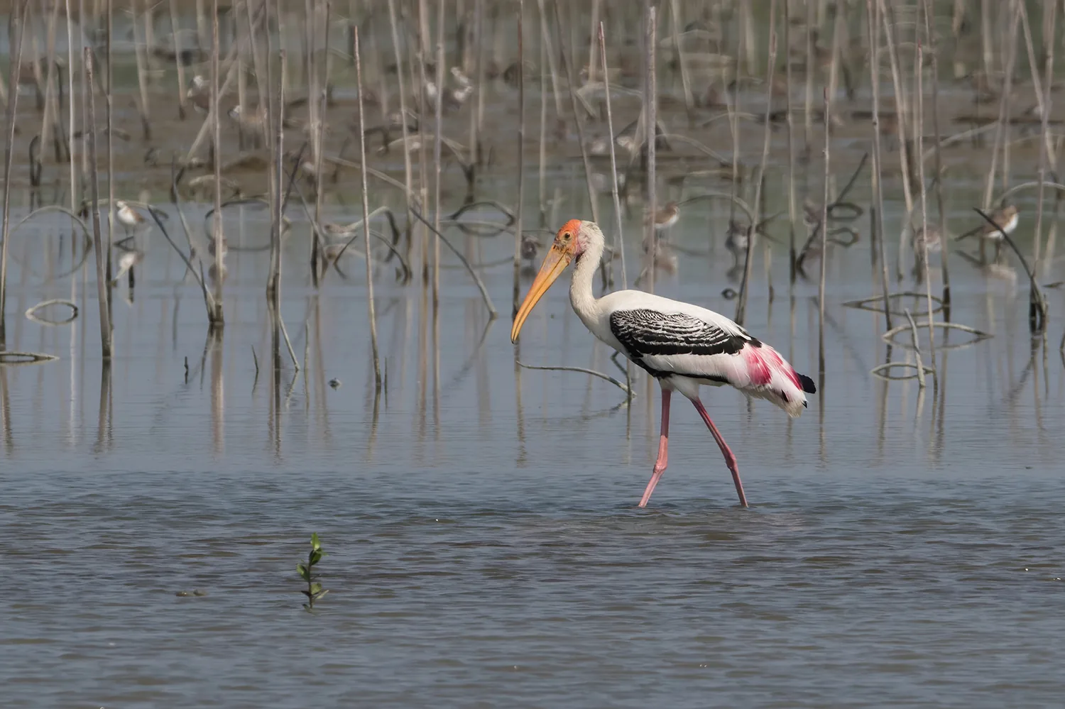Painted Stork in Thailand