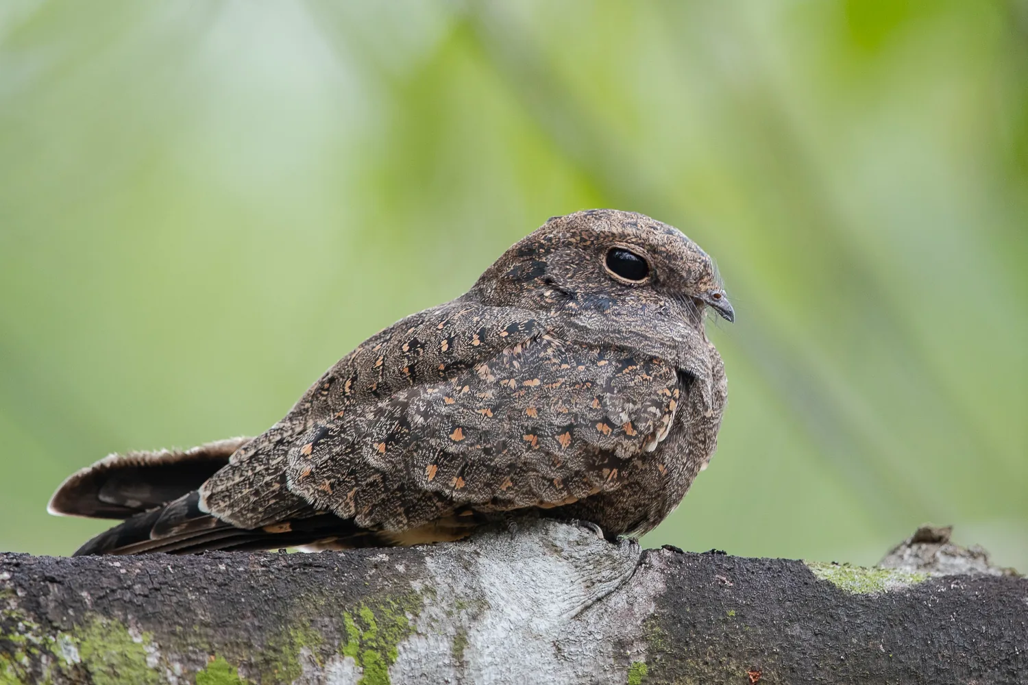 Savanna Nightjar at Tampines Eco Green