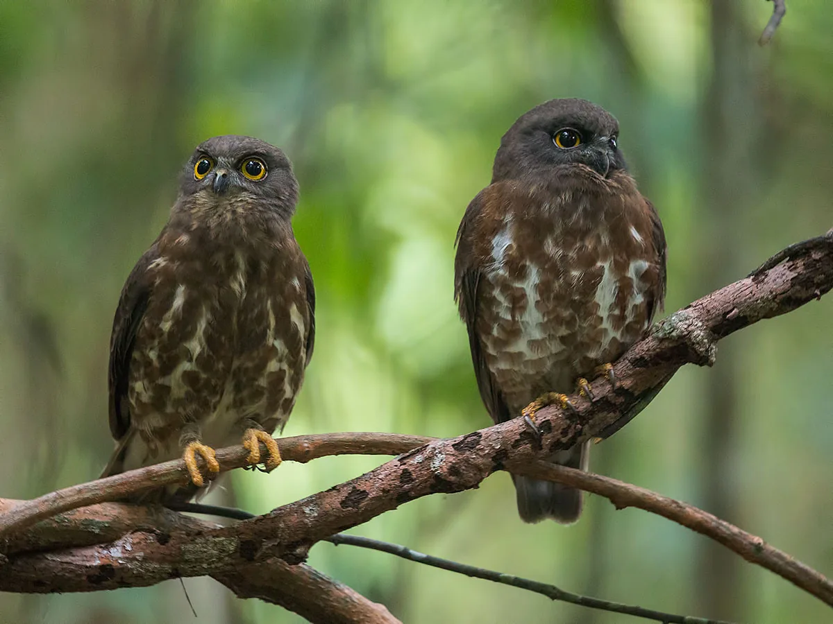 Brown Boobook at Venus Drive