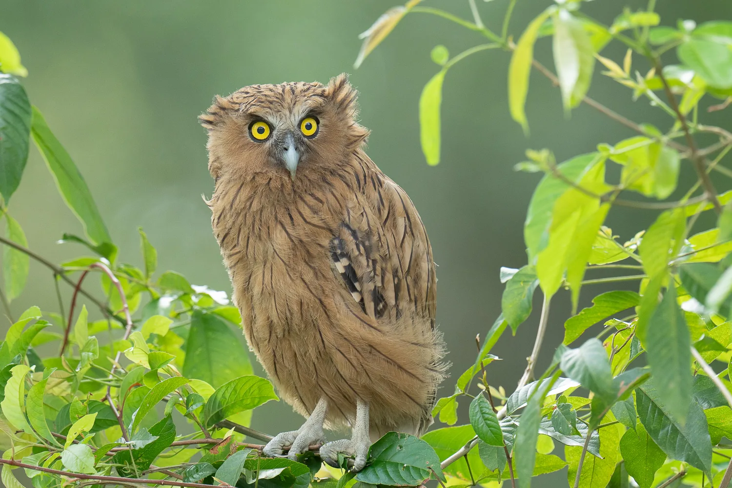 Buffy Fish Owl at Hampstead Wetlands Park
