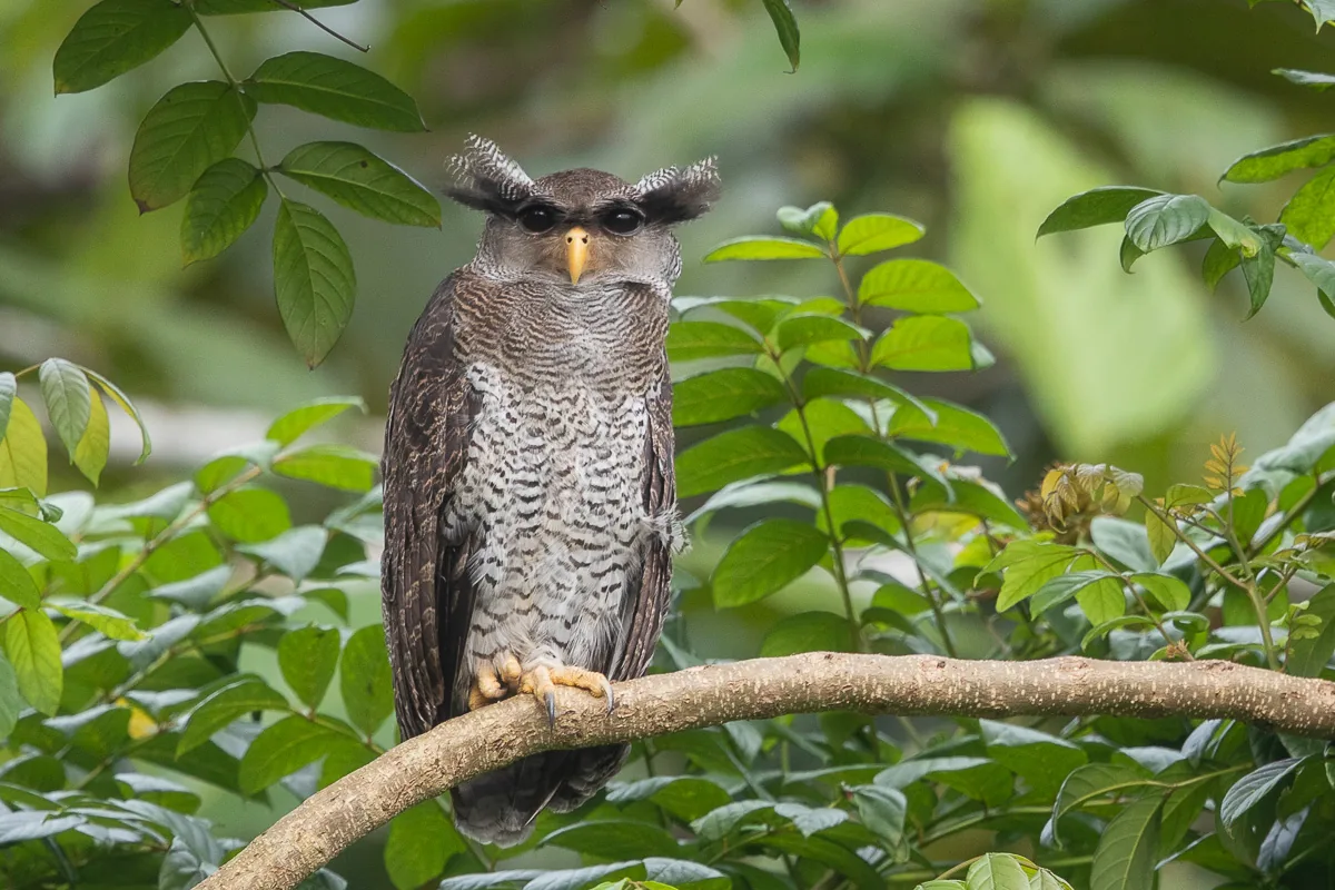 Barred Eagle-Owl at Singapore Quarry