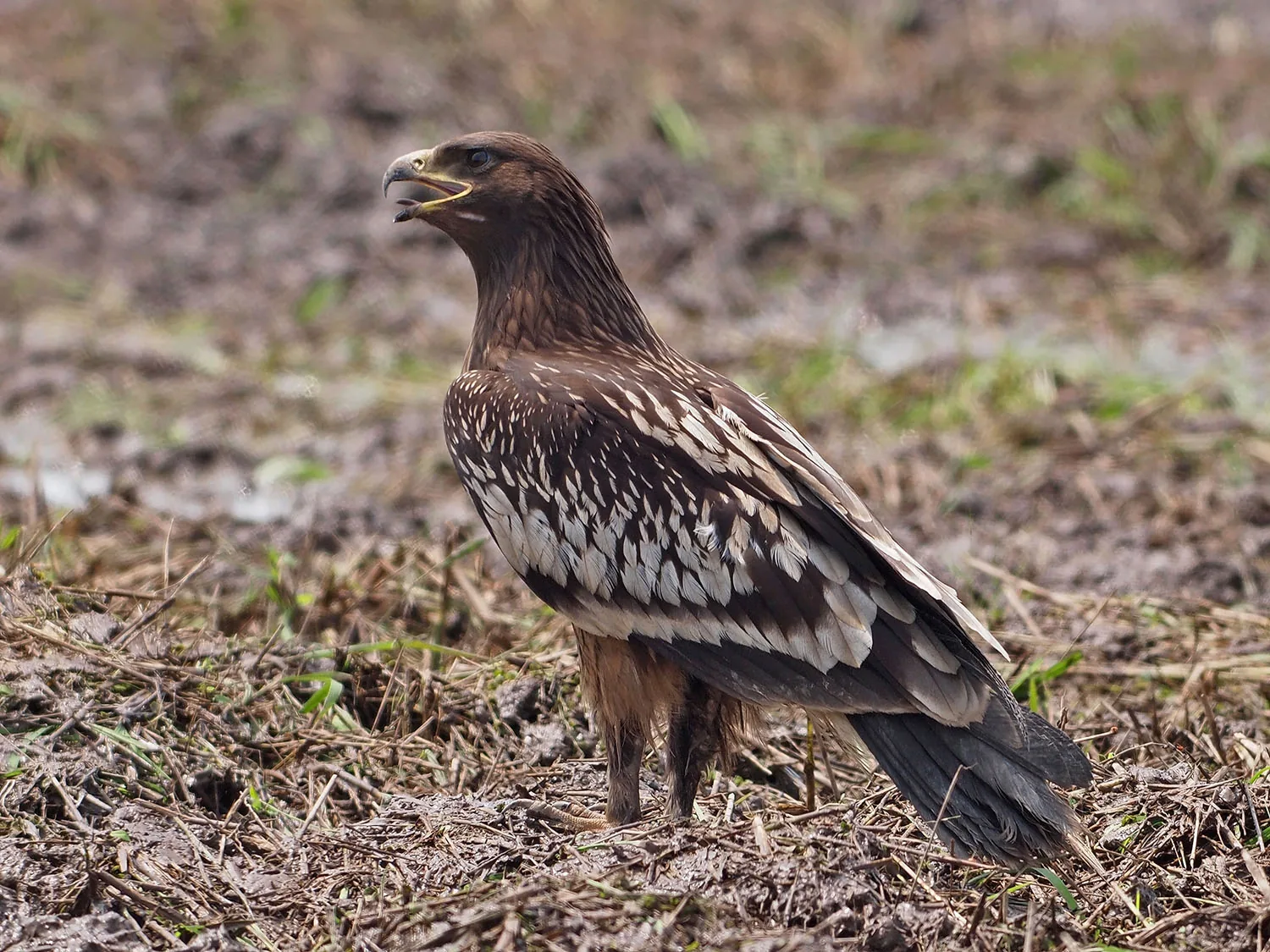 Juvenile Greater Spotted Eagle at Balang, Malaysia