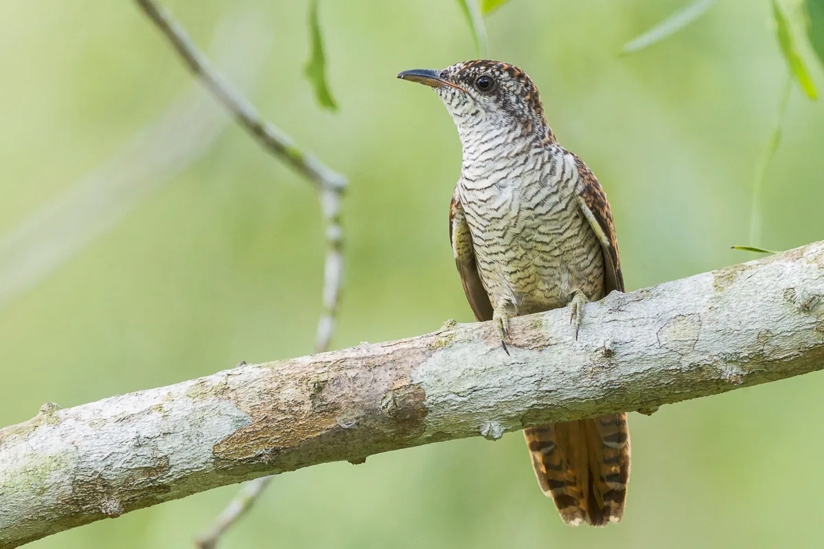 Juvenile Banded Bay Cuckoo at Lorong Halus