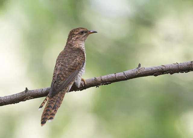 Juvenile Plaintive Cuckoo at Tuas South
