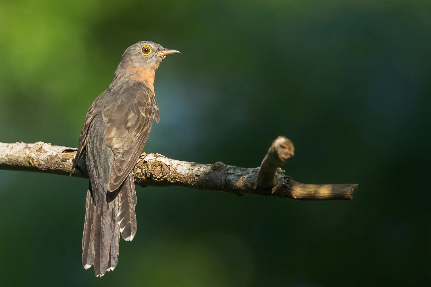 Sunda Brush Cuckoo at Neo Tiew Lane 2