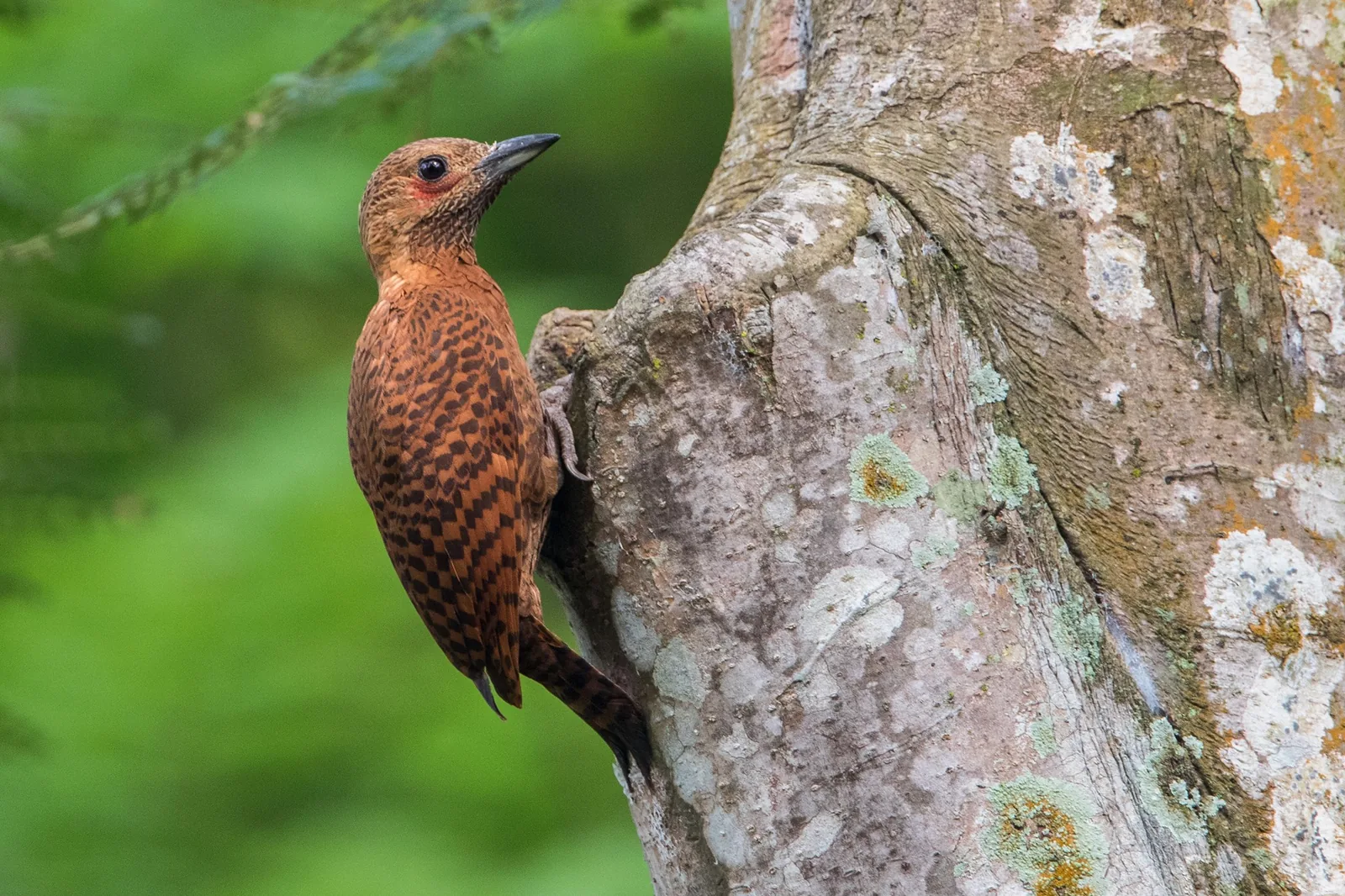 Rufous Woodpecker