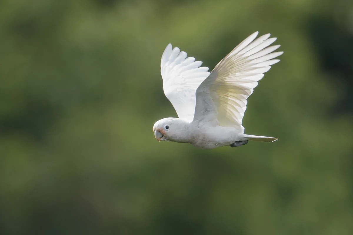 Tanimbar Corella at Henderson Waves