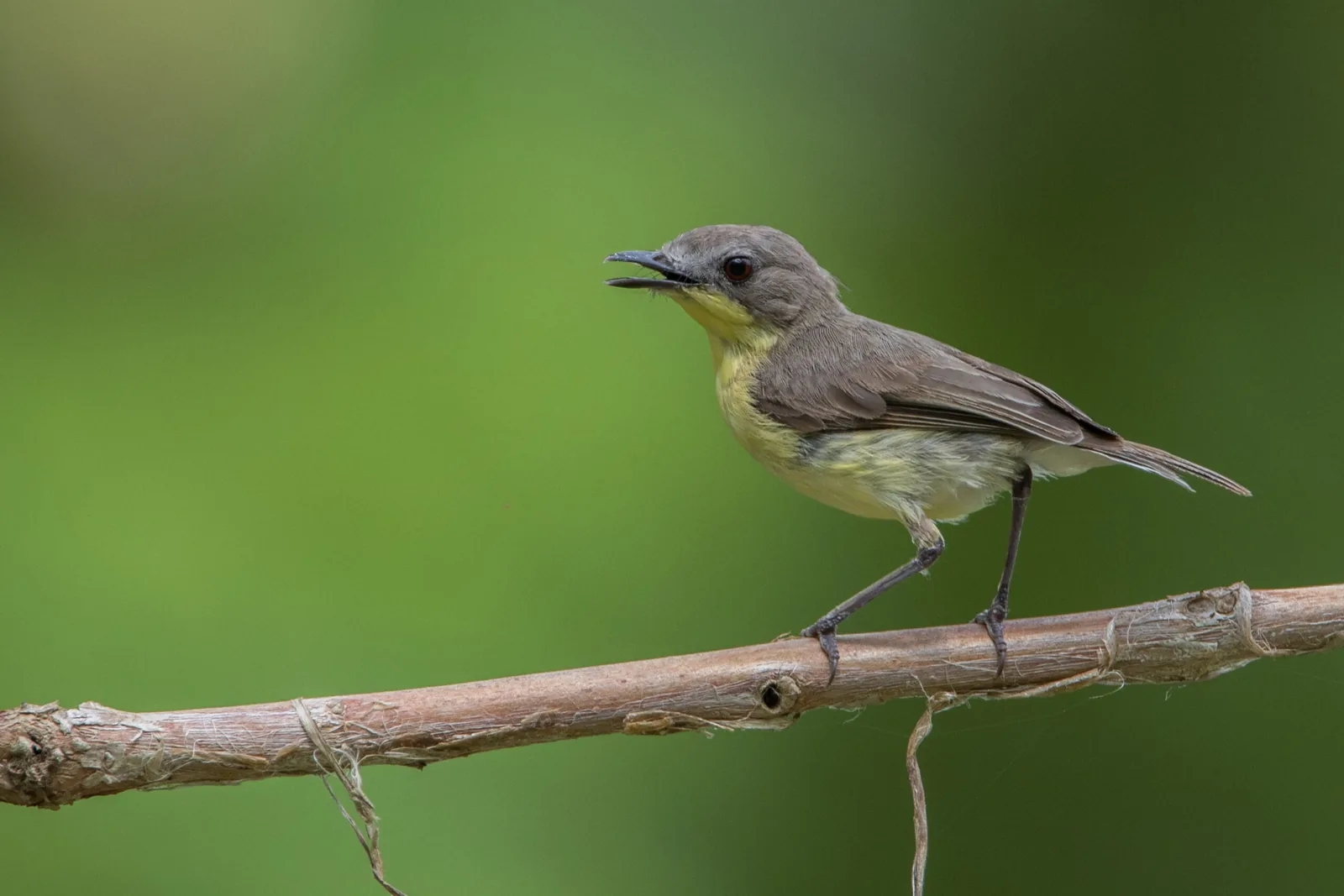 Golden-bellied Gerygone at Lorong Halus