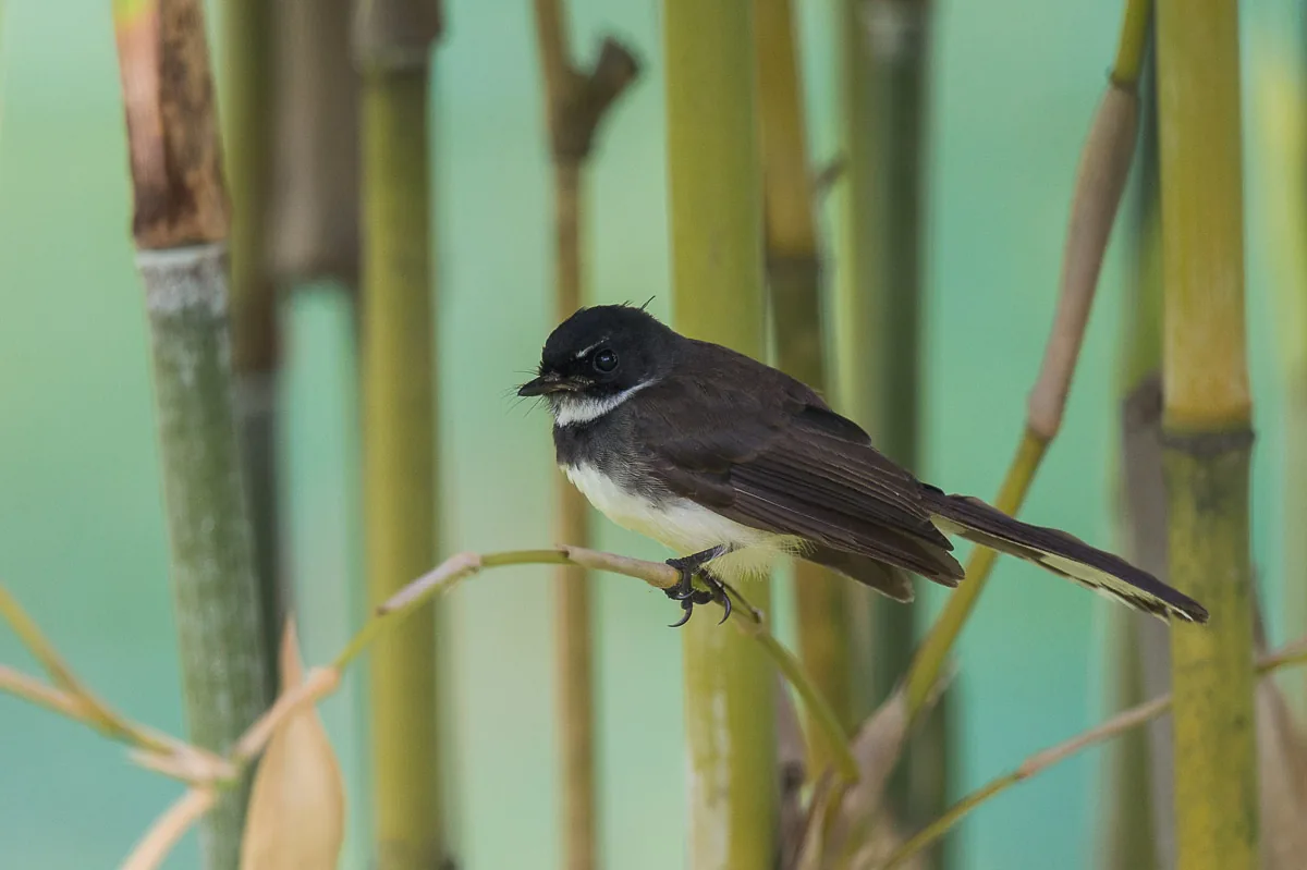 Sunda Pied Fantail at Japanese Garden