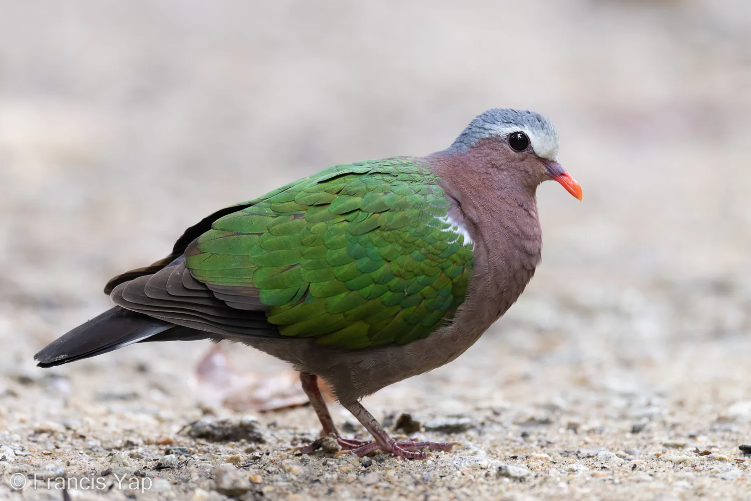 Common Emerald Dove at Golf Link
