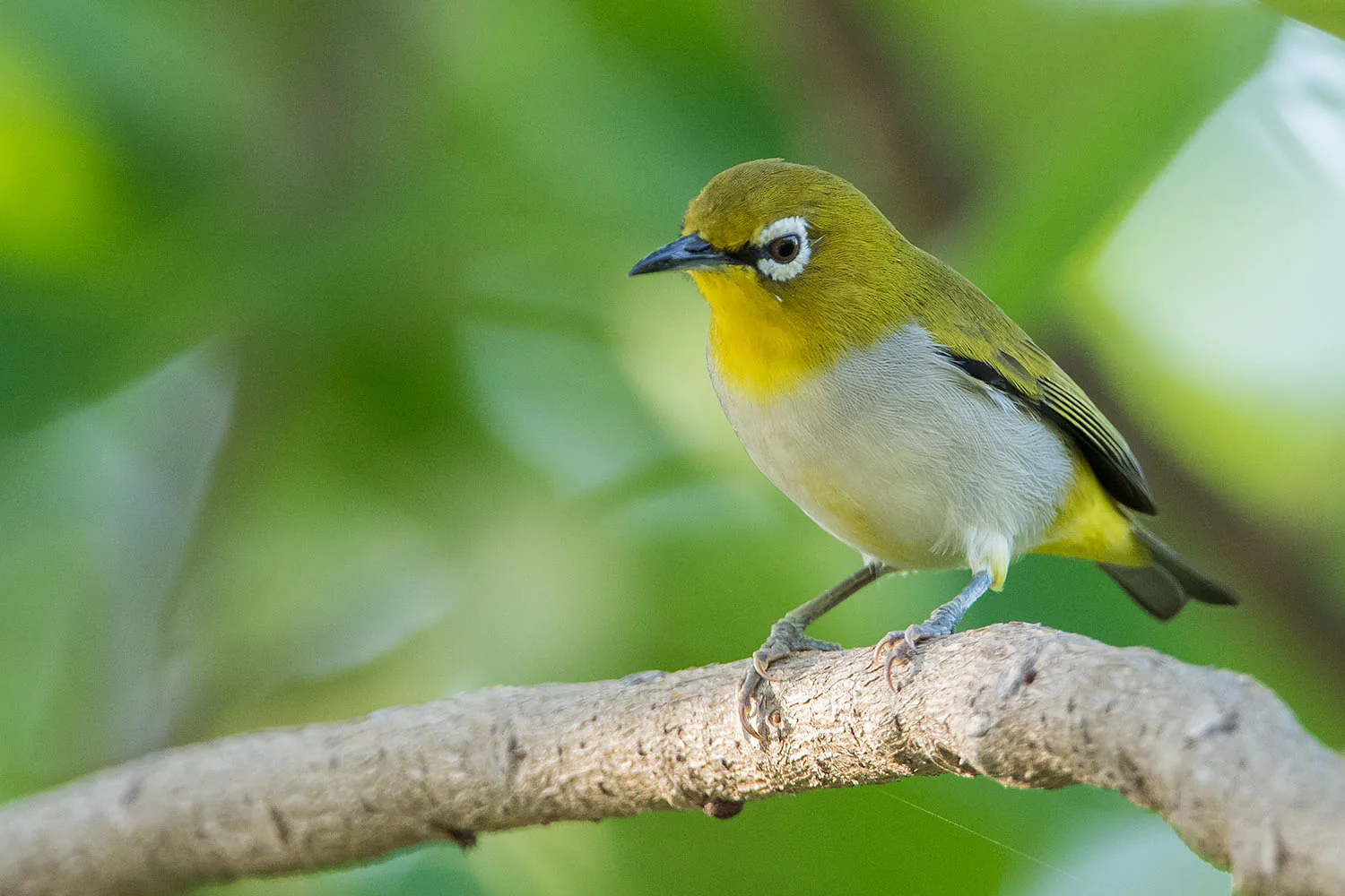 Swinhoe’s White-eye