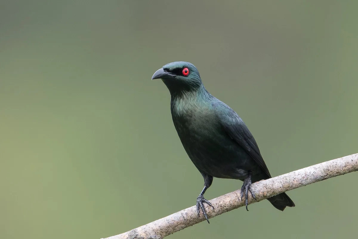 Asian Glossy Starling at Jelutong Tower